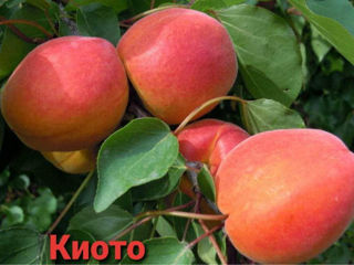 Vind pomi fructiferi -Persic,Cireş,Vişin foto 2