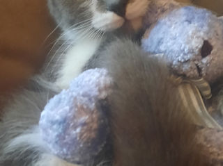 Pisicuța spre adoptie/ Кошечка к присиройству foto 5