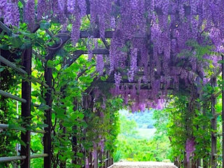 Wisteria глициния foto 2