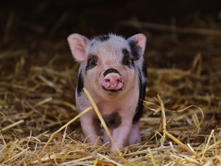 Vindem porci mari și mici foto 1