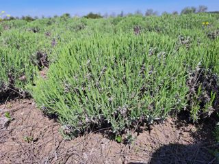 Lavanda foto 3