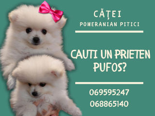 Căței Spitz Pomeranian Pitici Femelă 2 luni, vacinați cu acte foto 2