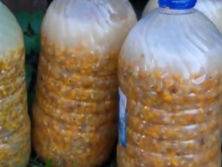 Porumb fermentat / пьяная кукуруза