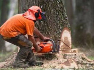 Tăierea arborilor și crengilor greu accesibile sau uscate