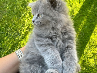 De vânzare: Pisicuțe Scottish Fold și Straight foto 4