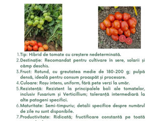 semințe profesionale de tomate, create de Sakata foto 16