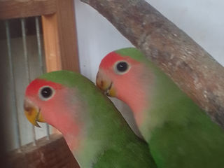 Продам пару молодых попугаев-розовощекие неразлучник(1000 лей)