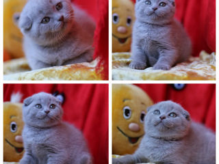 Motan scottish fold,invita la monta!Клубный кот,с регалиями - приглашает на вязку! foto 6