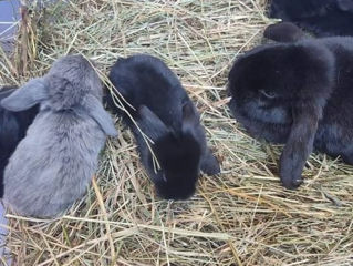 Iepurasi pitici Mini Lop foto 3