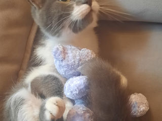 Pisicuța spre adoptie/ Кошечка к присиройству foto 6