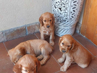Disponibili: Ultimii 2 cățeluși Cocker Spaniel – Rasa pură, jucăuși și adorabili! foto 5