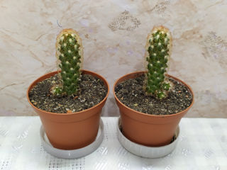 Cactus.Livrare. / Кактус. Доставка. foto 6