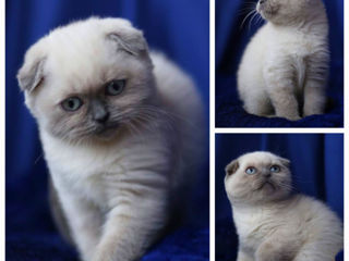 Monta(imperechere)- motan de rasa scottish fold,cu pedigree! foto 10