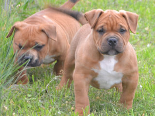 Vand Pui American Bully Cu Pedigree Abkc - Pret Convenabi foto 5