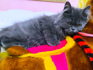 Pui pisica persana Albastru Superb - Blue Smoke Persian kittens foto 6