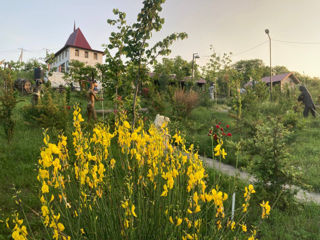 Foisor, Bisetka (Crama Diaconu) foto 1