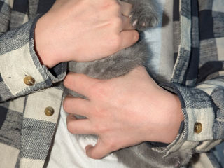 Scottish fold/straight foto 2