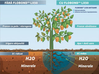 Flobond Anti Salt / Atenuarea sarii din sol / SNF Water Science foto 2