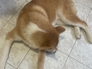 Akita inu - mascul / Акита ину - мальчик  фото 6