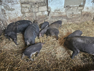 Vand purcei si scroafe gestante de a fata  rasa Mangaliţa.Porci mari mangalița de taiat, sacrificat. foto 10