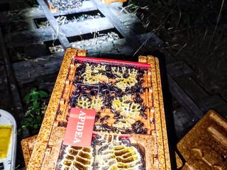 Familii de albine, regine fecundate, botci pentru sezonul 2024 foto 10