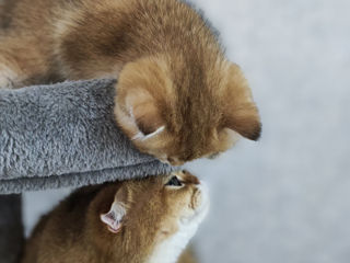 Кот и кошка Золотая шиншилла. foto 4