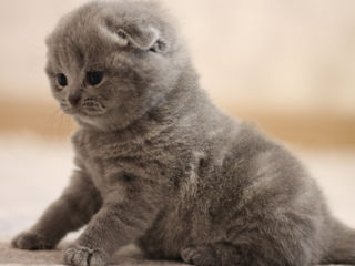 Scottish fold foto 5