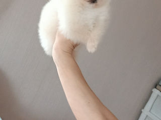 Мини(мишка) Spitz Pomeranian foto 2