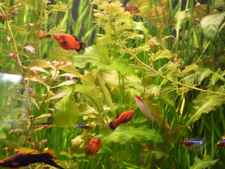 Большой аквариум из оргстекла foto 3