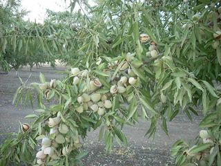 Pomi  fructiferi de nuc ,  migdal  . foto 5