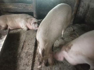 Urgent!vind porci! foto 2