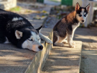 Husky or. Cahul foto 2