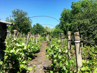 Vând casă cu gospodărie în sat (terenuri agricole incluse în preț) foto 9