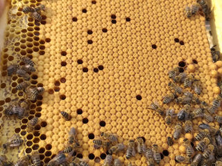 Продам пчелосемьи на рамку 230 мм foto 3