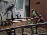 попугаи foto 7