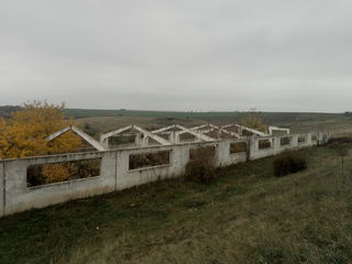 Ферма для животноводства в Шолданештском р-не, на берегу Днестра. foto 1