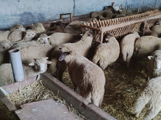 Овцы с Ягнятами