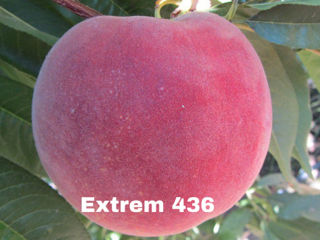 Pomi fructiferi Zaim foto 5