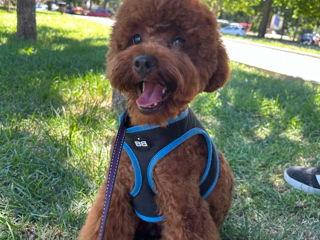 Toy poodle. Excellent red brown. foto 2