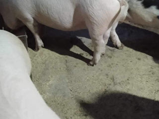 Vindem porci de 120-140kg crescuți în conditii naturale  cu produse eco