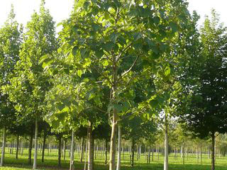 paulownia tomentosa foto 8