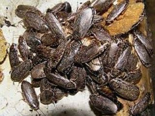 Аргентинские  тараканы, сверчок и хрущевой червь для любимых питомцев foto 2