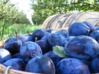 Pomi fructiferi  -prun Stenlei  ... foto 2