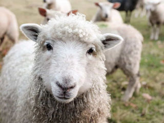 Продаются молодые овцы дойные и ягнята!