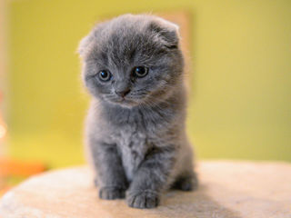 Scottish fold