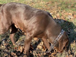 Labrador foto 3