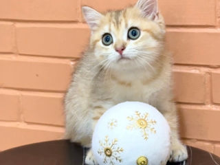 Golden kitten British shorthair