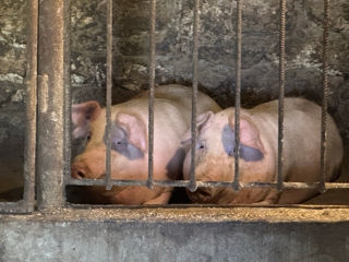 Vând porci de casă viu 60 lei kg foto 1