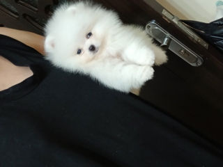 Подари себе счастье!Mini toi Spitz's Pomeranian foto 4