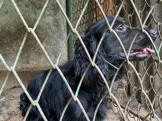 Vând câine Cocker Spaniel foto 2